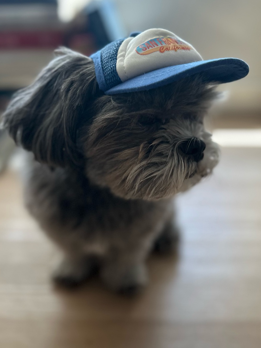 Blue and White Dog Baseball Cap with California Patch